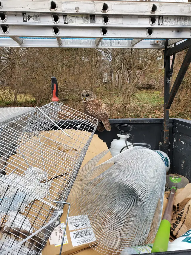 Wildlife Removal